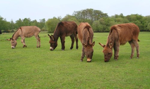 Donkeys, New Forest, Hampshire