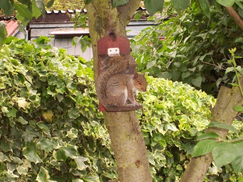 Grey squirrel on feeder, Ruislip