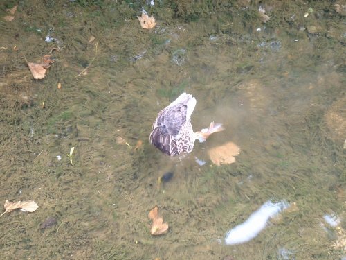 Castleton, Derbyshire. A duck diving under the river in the village