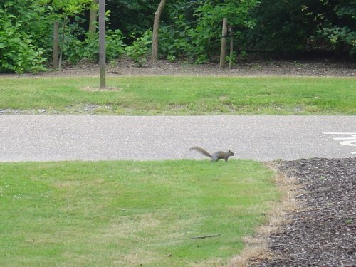 One of the inhabitants in Wakehurst Place