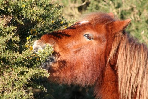 New Forest pony, New Forest, Hampshire