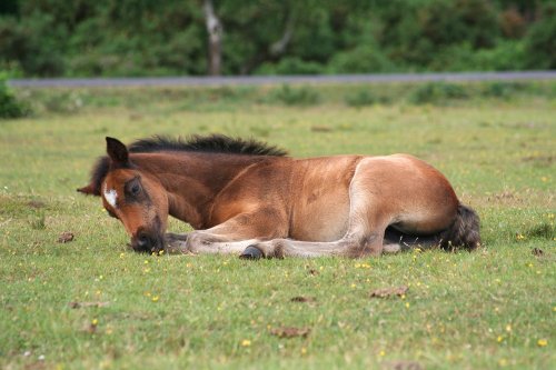 Foal, New Forest, Hampshire