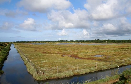 Salt Marshes, Lymington,
 Hampshire