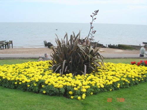 Flowers at beach..