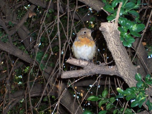 A young robin, allotment garden - Royal Hospital, Chelsea