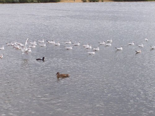 Ruislip Lido