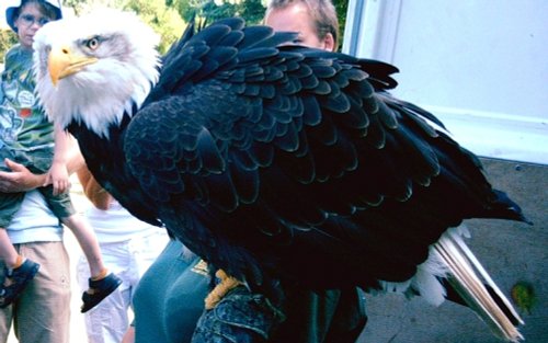 Bald Eagle during bird of prey show, Arundel Castle 30th of July 2006.