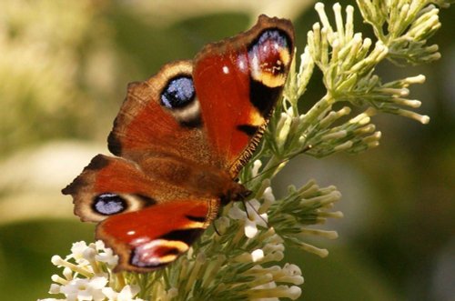 Peacock butterfly, Buckinghamshire