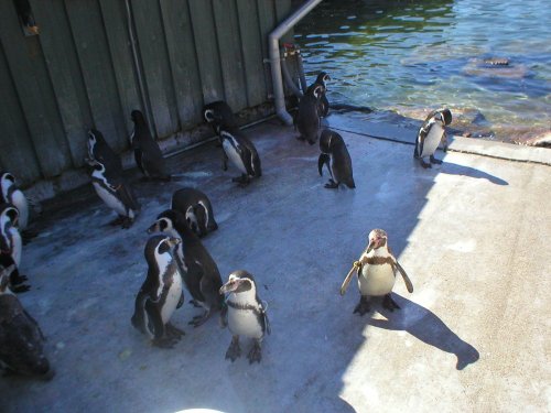 Penguins at Marwell Zoo in Hampshire.