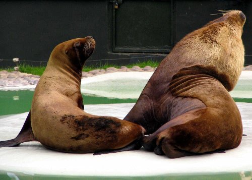 Twycross Zoo, Leicestershire. Sealions