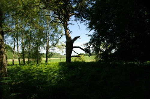 Looking out from Rendlesham Forset to the farm land nearby. Suffolk. July 2006