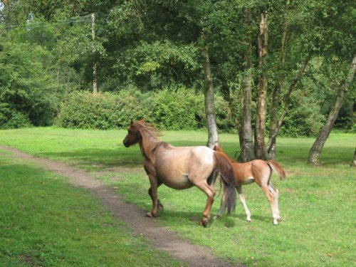 New Forest ponies