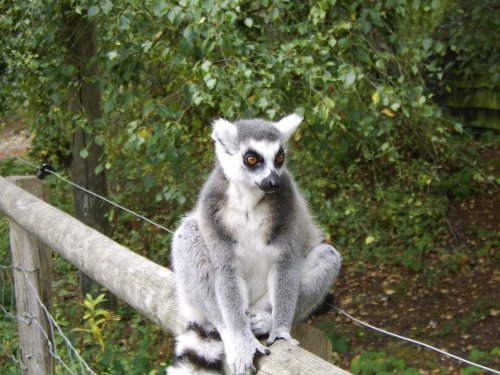 George the ring tailed lemur, at Monkey World, Dorset