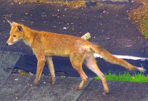 Eastbourne - town's fox (East Sussex)