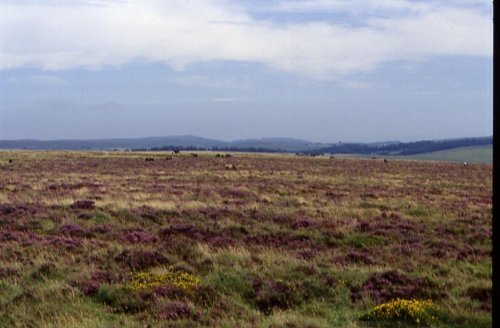 LANDSCAPES IN BODMIN MOOR