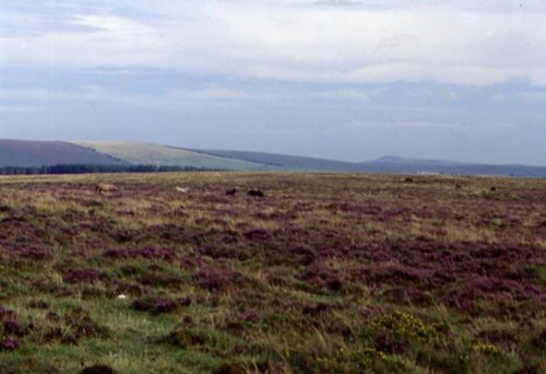 LANDSCAPES IN BODMIN MOOR