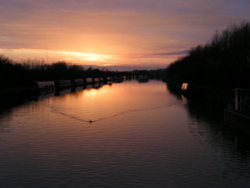 Lone duck at sunset on the canal at Slimbridge, Gloucestershire