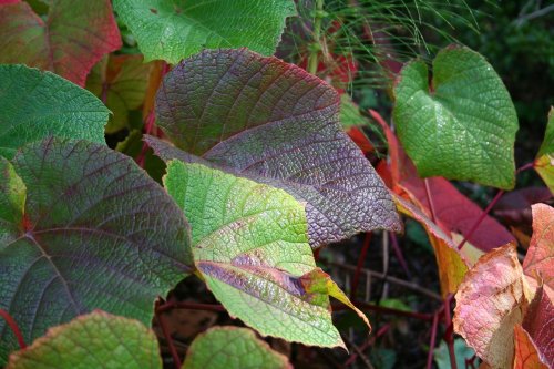 Exbury gardens, Exbury, Hampshire