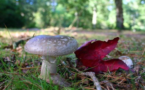 Exbury gardens, Exbury, Hampshire