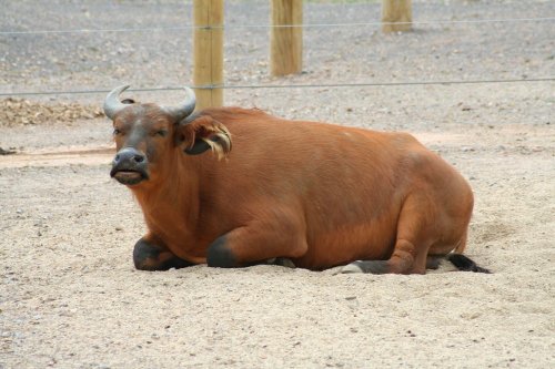 Congo Buffalo, Marwell Zoo, Hampshire