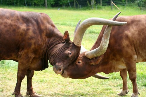 Ankole Cattle, Marwell Zoo, Hampshire