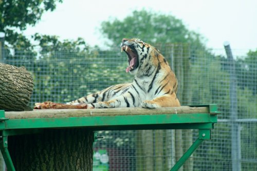 Tiger, Marwell Zoo, Hampshire