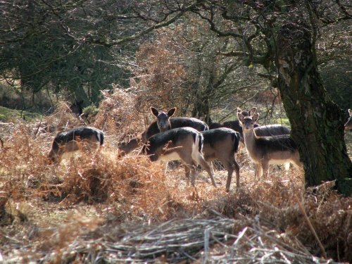 Group of does.  Chase road, Brocton, Cannock Chase