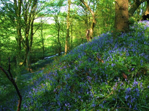 Bluebells in Apedale Woods near Newcastle, Staffordshire