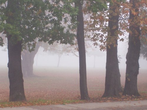 Foggy Barham Park, Wembley