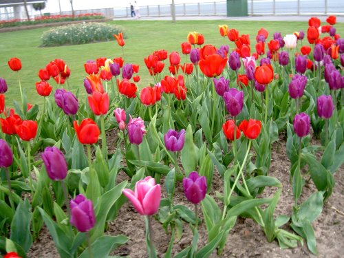 Tulips in spring time, Exmouth, Devon.