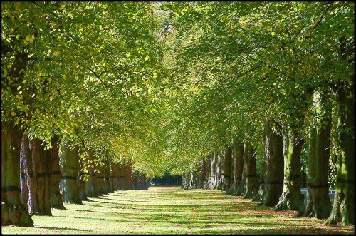 A picture of Clumber Country Park