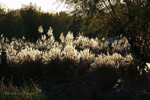 London Wetland Centre. Late afternoon light on reeds.