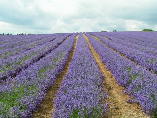 Snowshill Lavender Farm in the Cotswolds