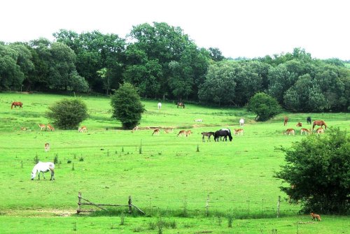 Deer, Ponies and a Fox, in the New Forest, Hampshire