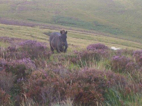 A fine young colt on Dartmoor