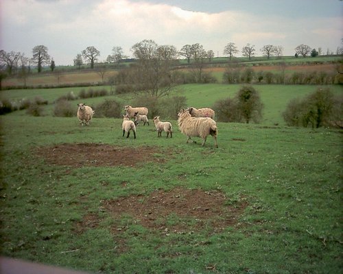 Sheep near Hannington, Northamptonshire