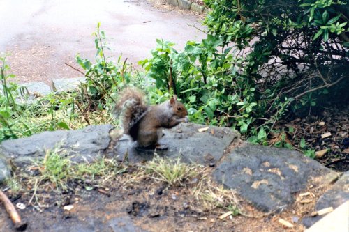 Grey Squirrel - Terrace Gardens, Richmond upon Thames