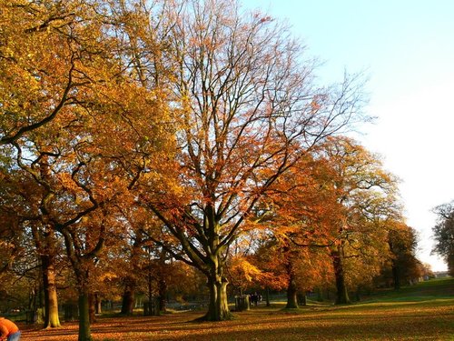 Parkland, Dunham Massey, Cheshire.