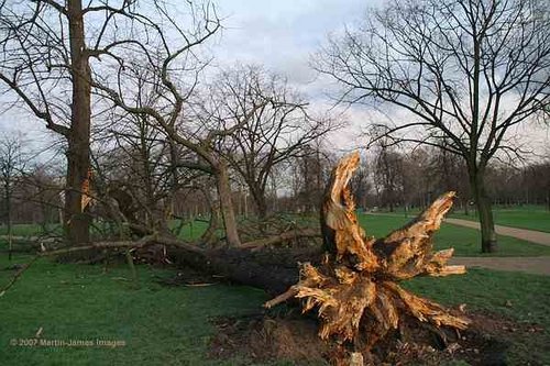 London Kensington Gardens (Hyde Park) A tree felled by the recent gale - January 2007.