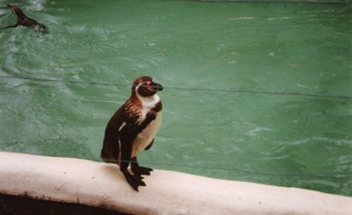 Twycross Zoo, Twycross, Leicestershire. 1996