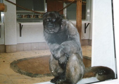 Twycross Zoo, Twycross, Leicestershire. 1996