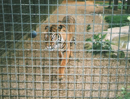 Twycross Zoo, Twycross, Leicestershire. 1996