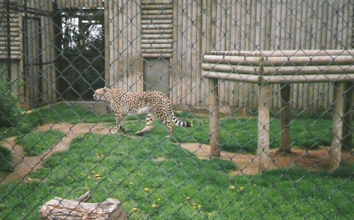 Twycross Zoo, Twycross, Leicestershire. 1996