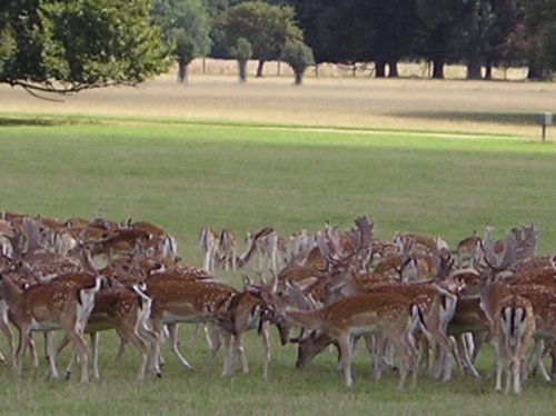 Deer at Holkham Hall, Holkham, Norfolk