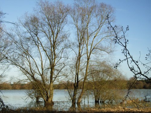 Pitsford Water, Northants