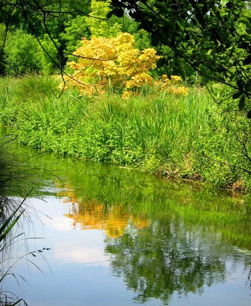 River Itchen at Ovington, Hampshire