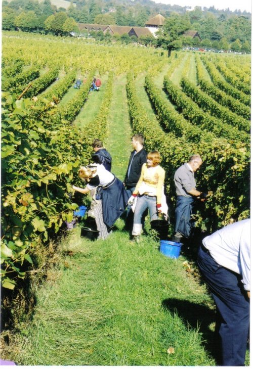 Grape picking in Denbies Vineyard near Dorking in Surrey