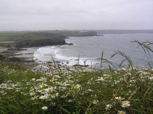 Wildflowers and wild weather, Pedngwinian, Lizard, Cornwall