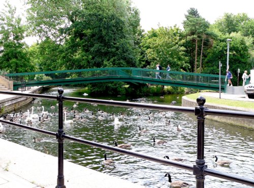 Swans and Geese at Butten Island bridge, Thetford Town centre, Norfolk