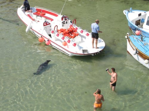 Harbour Seal, Newquay. July 2006. Cannon Powershot 400